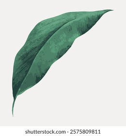 Illustration of a single green leaf. The leaf is detailed, showing texture and shading. Green leaf on a light background. Simple, elegant leaf design. Vintage art drawing, isolated vector element.