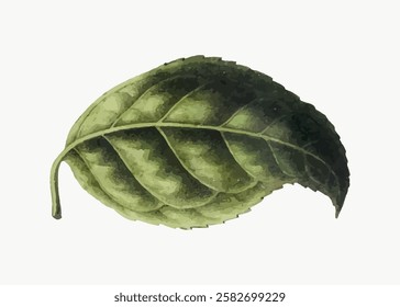 Illustration of a single green leaf with detailed texture. The leaf is isolated on a white background. Green leaf art with a focus on texture and detail. Vintage botanical vector illustration.