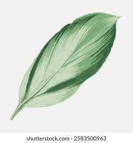 Illustration of a single green leaf with detailed texture on a light background. The leaf shows natural veins and shading, emphasizing its organic form. Vintage botanical vector illustration.