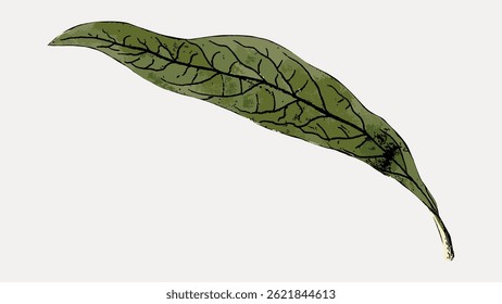 Illustration of a single green leaf with detailed veins. The leaf is elongated and slightly curved, showcasing its natural texture and intricate vein patterns. Vintage botanical illustration vector.
