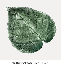 Illustration of a single green leaf with texture and shading. The leaf's intricate veins and natural green color create a realistic and artistic look. Vintage botanical leaf illustration vector.