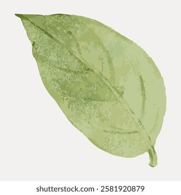 Illustration of a single green leaf with textured details. The leaf has a natural, organic look. Green leaf design, perfect for nature-themed projects. Vintage botanical leaf illustration vector.