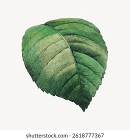 Illustration of a single green leaf with textured details. The leaf is vibrant and detailed, showcasing natural patterns and shades of green. Vintage botanical illustration vector.
