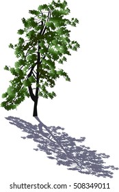Illustration mit einer einzigen grünen Kiefer einzeln auf weißem Hintergrund