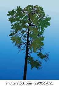 illustration with single green pine silhouette on blue bacgkround