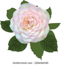 Illustration mit einer einzelnen hellrosa Rosenblume einzeln auf weißem Hintergrund