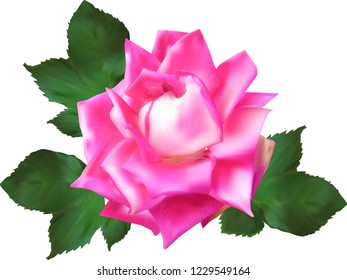 ilustración con una sola flor rosa roja clara aislada en fondo blanco