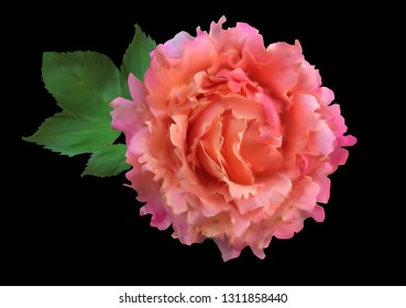 ilustración con una sola flor rosa roja clara aislada en fondo negro