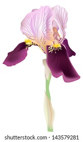 illustration with single lilac iris isolated on white background