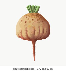 Ilustração de uma única raiz de maca com folhas verdes. Raiz de maca retratada em tons terra. Maca raiz com textura detalhada e sombreamento. Maca raiz. Vetor de ilustração vegetal vintage.