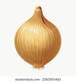 Illustration of a single onion. The onion is golden brown, with detailed layers. The onion's texture is realistic, showcasing its natural layers and color. Vintage vegetable illustration vector.