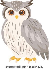 Illustration of a single owl  (Northern White-faced Owl)