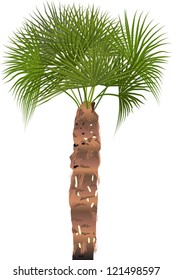 ilustración con palmera aislada en fondo blanco