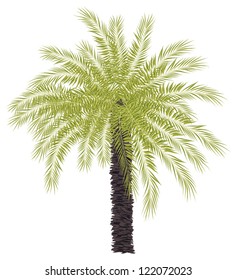 illustration with single palm tree isolated on white background