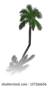 illustration with single palm tree isolated on white background
