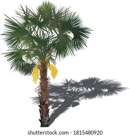 ilustración con palmera aislada en fondo blanco