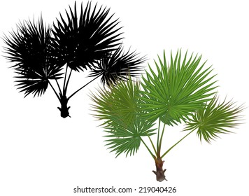 illustration with single palm tree isolated on white background