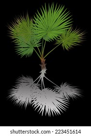 illustration with single palm tree isolated on black background