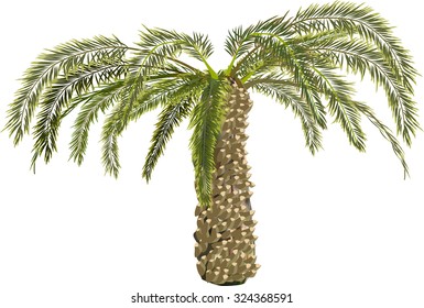 ilustración con palmera aislada en fondo blanco
