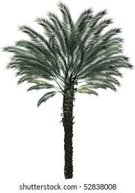 ilustración con palmera aislada en fondo blanco