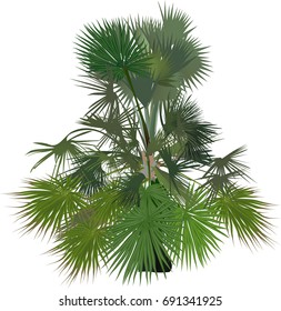 illustration with single palm tree isolated on white background