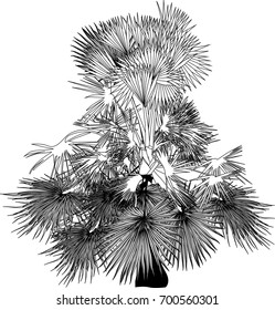 illustration with single palm tree isolated on white background