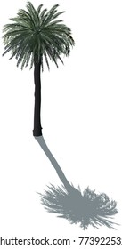 ilustración con palmera aislada en fondo blanco