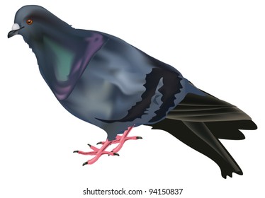 illustration with single pigeon isolated on white background