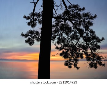 illustration with single pine tree silhouette at sunset near sea