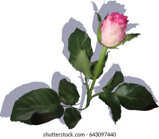 illustration with single pink rose bud isolated on white background