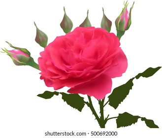 illustration with single pink rose flower isolated on white background