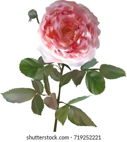 Illustration mit einrosafarbener Rosenblume einzeln auf weißem Hintergrund