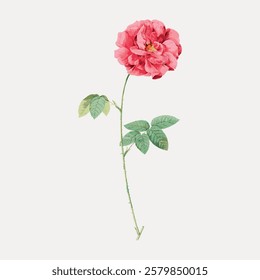 Illustration of a single pink rose with green leaves on a long stem. Delicate pink petals, vibrant green leaves, and a slender stem define this rose illustration. Vintage flower illustration, vector.