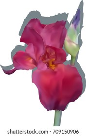 illustration with single purple iris isolated on white background
