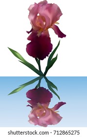 illustration with single purple iris isolated on white background