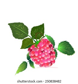 an illustration of a single raspberry, showing each element of it structure, with  leaves on a branch, isolated background