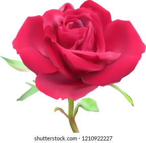 illustration with single red rose flower isolated on white background