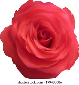 ilustración con una sola flor rosa roja aislada en fondo blanco