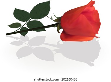 illustration with single red rose flower isolated on white background