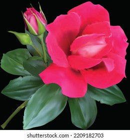 ilustración con una sola flor rosa roja aislada en fondo negro