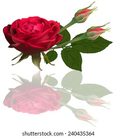 illustration with single red rose flower with two buds  isolated on white background