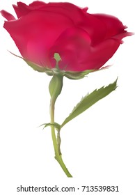 ilustración con una sola flor rosa roja aislada en fondo blanco