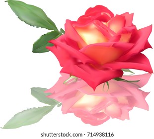 illustration with single red rose flower  isolated on white background