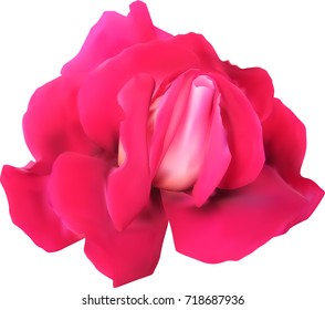 illustration with single red rose flower isolated on white background