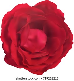 ilustración con una sola flor rosa roja aislada en fondo blanco