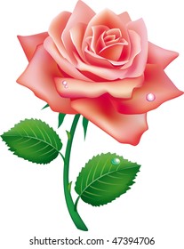 illustration of single rose