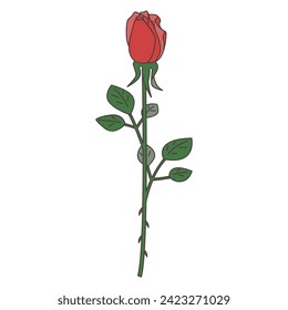 illustration of a single rose, bud rose vector