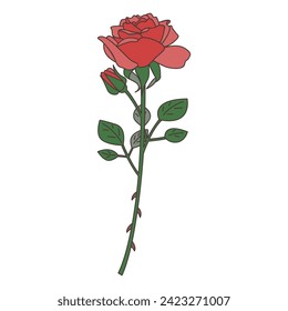 Illustration of a single rose vector