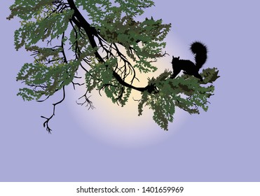 illustration with single squirrel on dark green pine branch