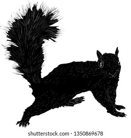 illustration with single squirrel sketch isolated on white background